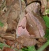 hatchling H. cecropia