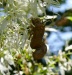 Locust Litter