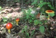 Lost in the Woods