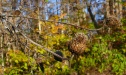 Fall Thistle