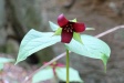 Trillium Bloom