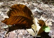 Another Big Leaf Left