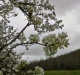 Old Pear, New Blossoms