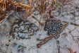 Frog Spawn