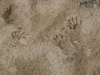 Raccoon Track